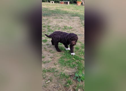 Lagotto con pedigre export rosa