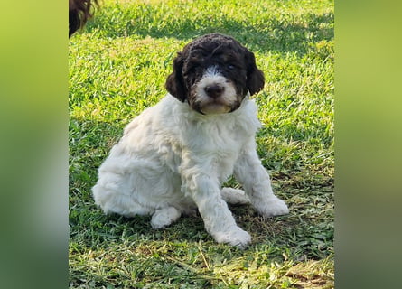 Cuccioli di Lagotto Romagnolo con pedigree export
