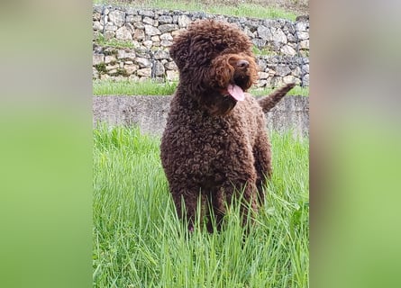 Cuccioli di Lagotto Romagnolo con pedigree export