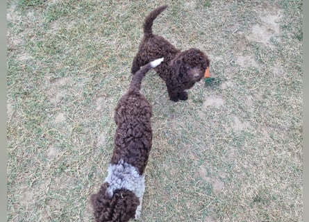 Lagotto con pedigre export