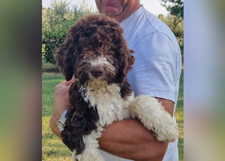 Cucciolo di Lagotto Romagnolo