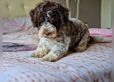 Lagotto con pedigre export