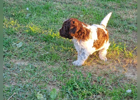 Cuccioli di Lagotto Romagnolo con pedigree export