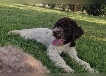 Cuccioli di Lagotto Romagnolo con pedigree export