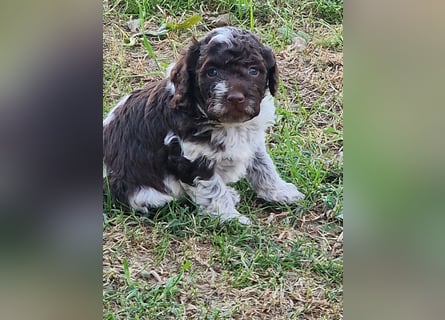 Cuccioli di Lagotto Romagnolo con pedigree export