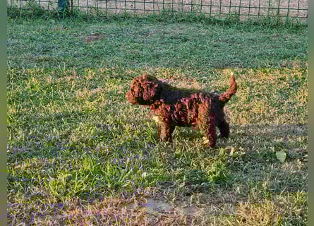 Cuccioli di Lagotto Romagnolo con pedigree export
