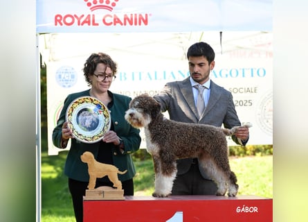 Cuccioli di Lagotto Romagnolo con pedigree export