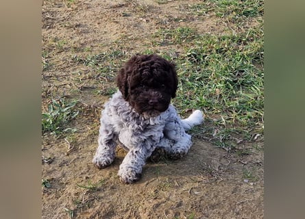 Lagotto con pedigre export rosa