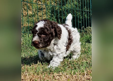 Cuccioli di Lagotto Romagnolo con pedigree export