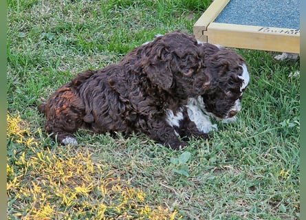Cuccioli di Lagotto Romagnolo con pedigree export