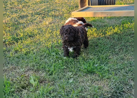 Cuccioli di Lagotto Romagnolo con pedigree export