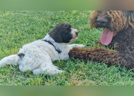Cuccioli di Lagotto Romagnolo con pedigree export