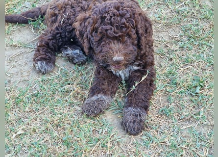 Lagotto con pedigre export