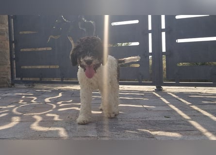 Cuccioli di Lagotto Romagnolo con pedigree export