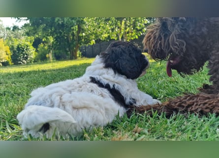 Cuccioli di Lagotto Romagnolo con pedigree export