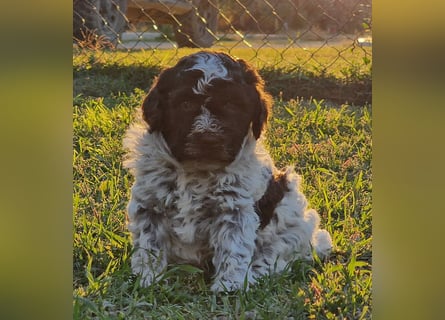 Cuccioli di Lagotto Romagnolo con pedigree export