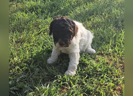 Cuccioli di Lagotto Romagnolo con pedigree export