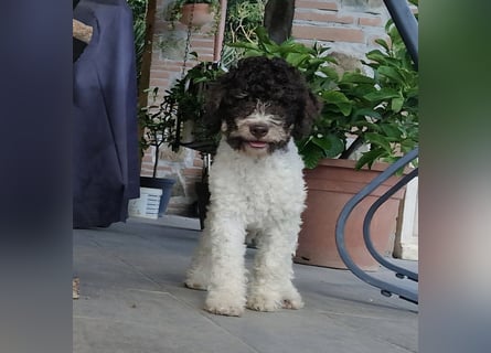 Cuccioli di Lagotto Romagnolo con pedigree export
