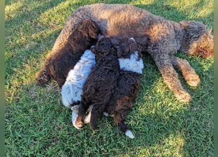 Lagotto con pedigre export