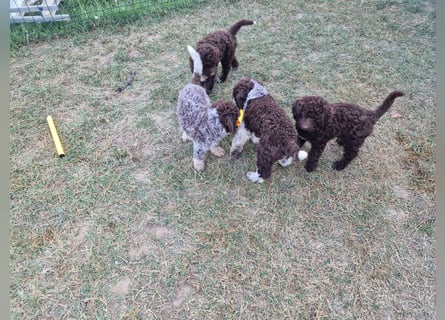 Lagotto con pedigre export