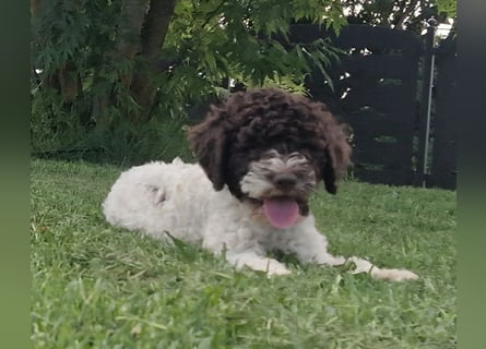 Cuccioli di Lagotto Romagnolo con pedigree export