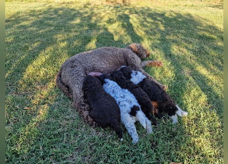 Lagotto con pedigre export