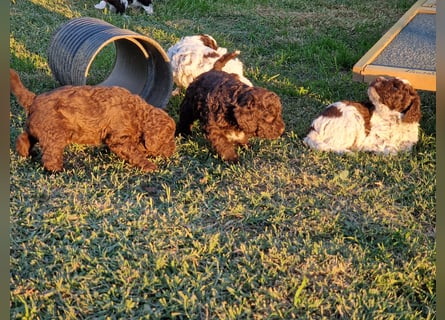 Cuccioli di Lagotto Romagnolo con pedigree export