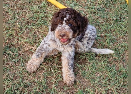 Lagotto con pedigre export