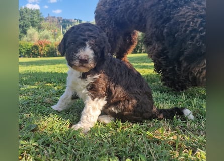 Cucciolo di Lagotto Romagnolo