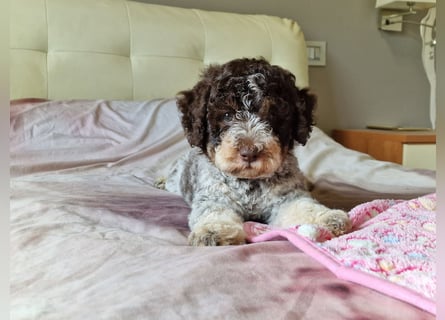 Lagotto con pedigre export