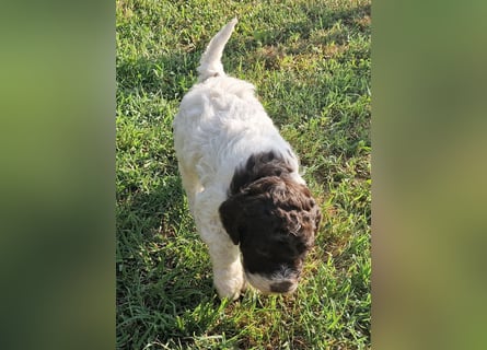 Cuccioli di Lagotto Romagnolo con pedigree export
