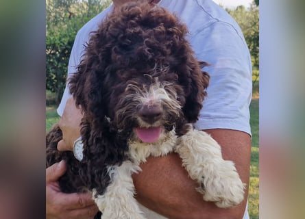 Cucciolo di Lagotto Romagnolo