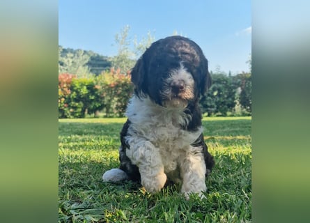 Cucciolo di Lagotto Romagnolo