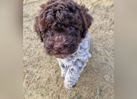 Lagotto con pedigre export rosa