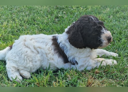 Cuccioli di Lagotto Romagnolo con pedigree export