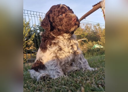 Cuccioli di Lagotto Romagnolo con pedigree export