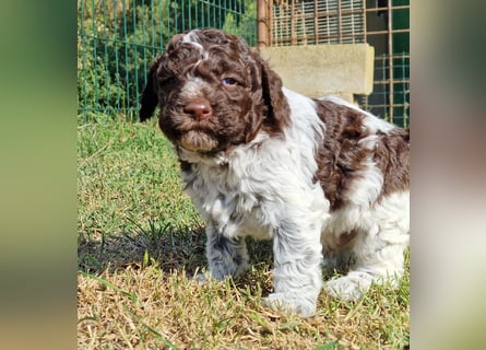 Cuccioli di Lagotto Romagnolo con pedigree export
