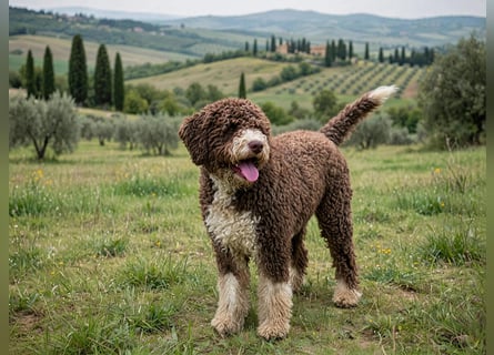 Cucciolo di Lagotto Romagnolo