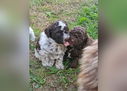 Cuccioli di Lagotto Romagnolo con pedigree export