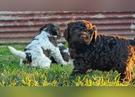 Cuccioli di Lagotto Romagnolo con pedigree export
