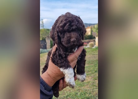 Lagotto con pedigre export rosa