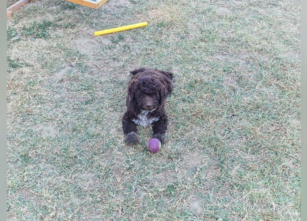 Lagotto con pedigre export