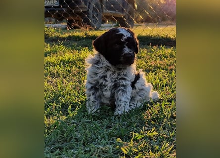 Cuccioli di Lagotto Romagnolo con pedigree export