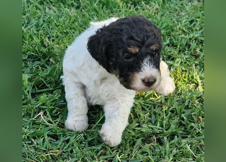 Cuccioli di Lagotto Romagnolo con pedigree export