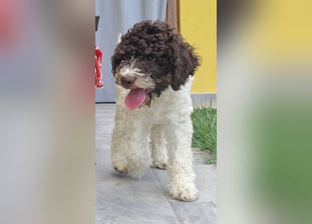 Cuccioli di Lagotto Romagnolo con pedigree export