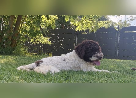 Cuccioli di Lagotto Romagnolo con pedigree export