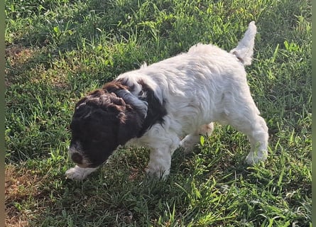 Cuccioli di Lagotto Romagnolo con pedigree export