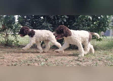 Cuccioli di Lagotto Romagnolo con pedigree export