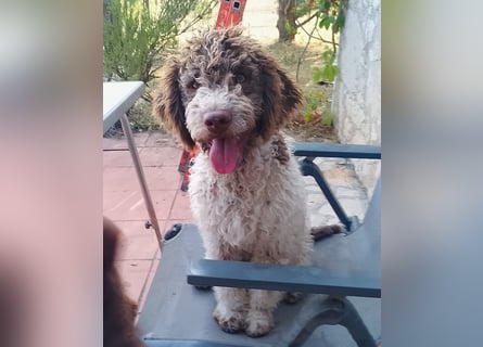 Lagotto Romagnolo Welpen