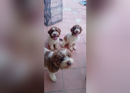 Lagotto Romagnolo Welpen